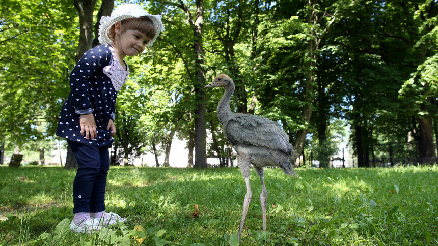 22 сентября Калининградский зоопарк приглашает на День журавля - Новости Калининграда