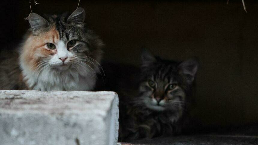 К бездомным котам в Зеленоградске приставят ветеринара - Новости Калининграда | Архив &quot;Клопс&quot;