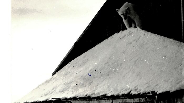 В посёлки гарнизона часто заходили белые медведи | Фото: из семейного архива Валерия Кочешкова