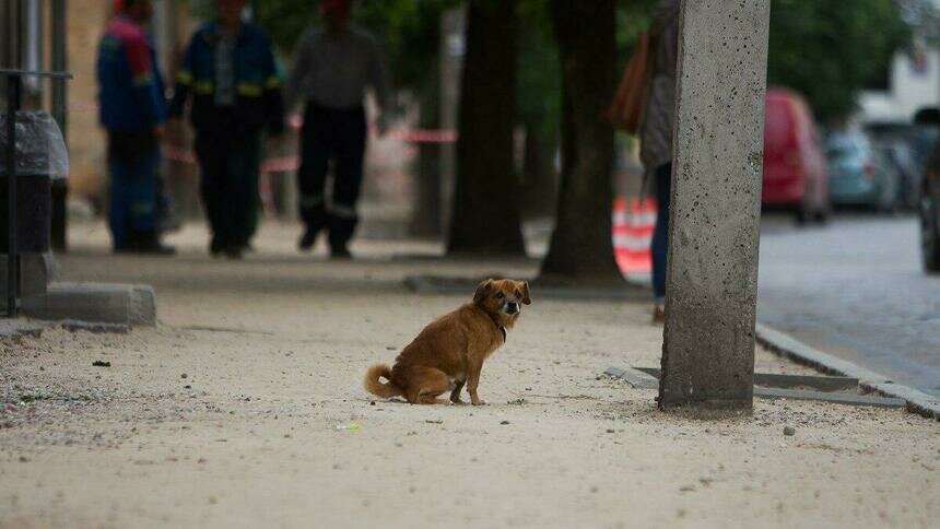В Калининградской области от укусов собак пострадали 1500 человек с начала года - Новости Калининграда | Архив &quot;Клопс&quot;