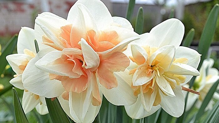 Королевство тюльпанов: под Багратионовском раскинулись поля прекрасных цветов - Новости Калининграда