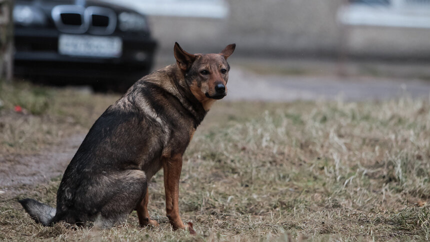 Кинологи и спасатели рассказали, как отпугнуть агрессивную собаку - Новости Калининграда | Архив &quot;Клопс&quot;