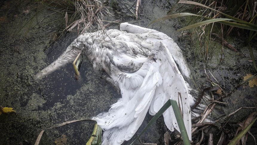На озере за посёлком Логвино неизвестные расстреляли лебедей - Новости Калининграда | Фото: Денис Штейн