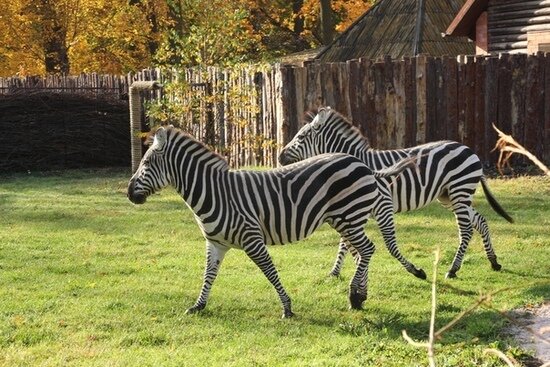 В Калининградском зоопарке зебры обживаются в новом вольере (фото)   - Новости Калининграда | Фото: пресс-служба Калининградского зоопарка
