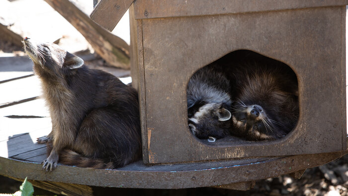 &quot;Люблю думать, что это моя выдра&quot;: почему калининградцы берут под опеку животных в зоопарке   - Новости Калининграда | Архив &quot;Клопс&quot;