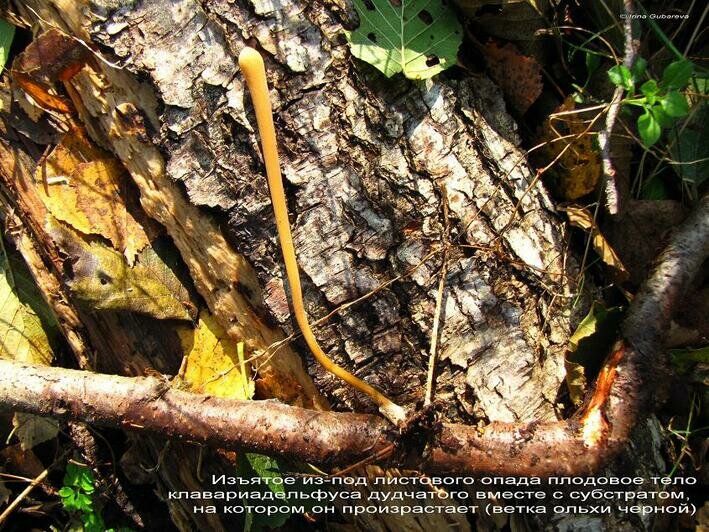 Вешенка и два вида "иголок": какие грибы можно найти в ноябре на Куршской косе - Новости Калининграда | Фото: пресс-служба нацпарка