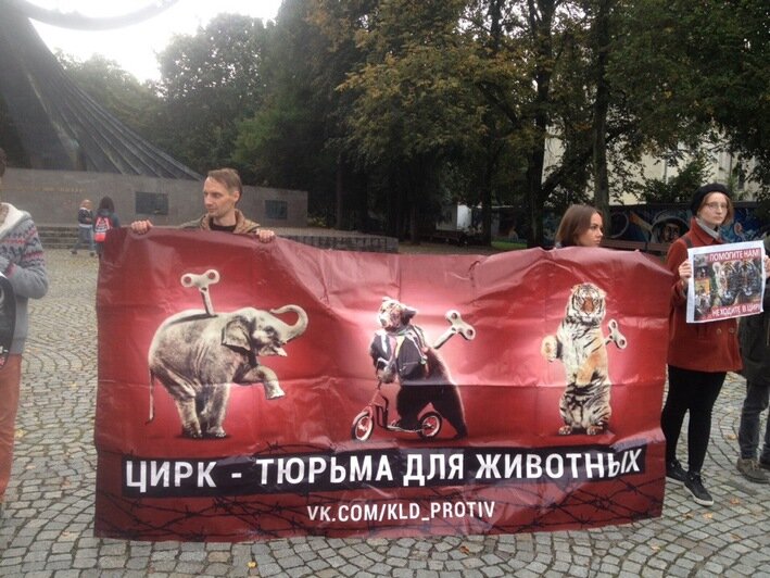 Фото: группа &quot;Калининград против жестокости&quot; / &quot;ВКонтакте&quot;