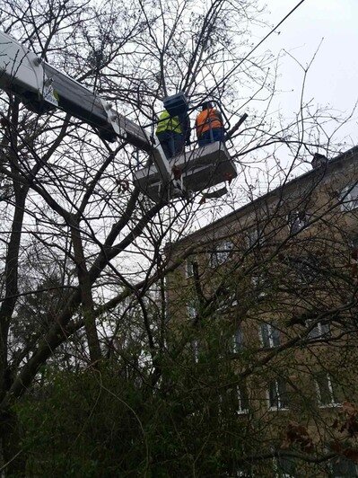 В Светлогорске ветер повалил несколько деревьев - Новости Калининграда | Фото: пресс-служба Светлогорского городского округа