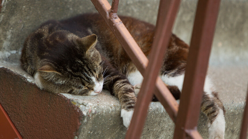 Пустить ли в подвал бездомного кота: калининградцы — о поправках в правила содержания жилья - Новости Калининграда | Архив &quot;Клопс&quot;