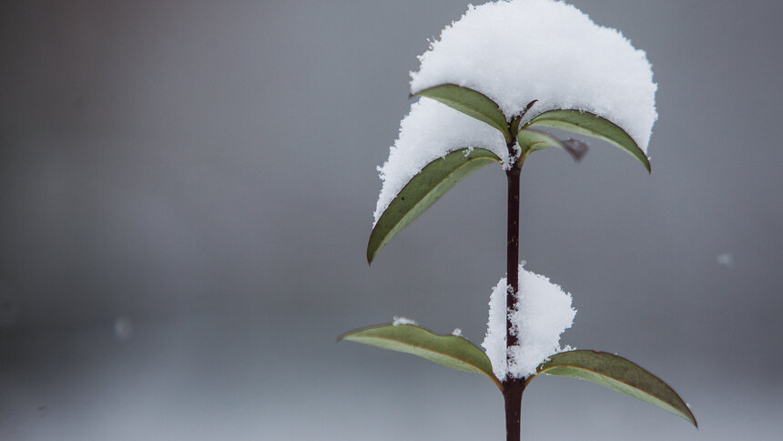 В первый день зимы в Калининграде выпадет снег - Новости Калининграда | Архив &quot;Клопс&quot;