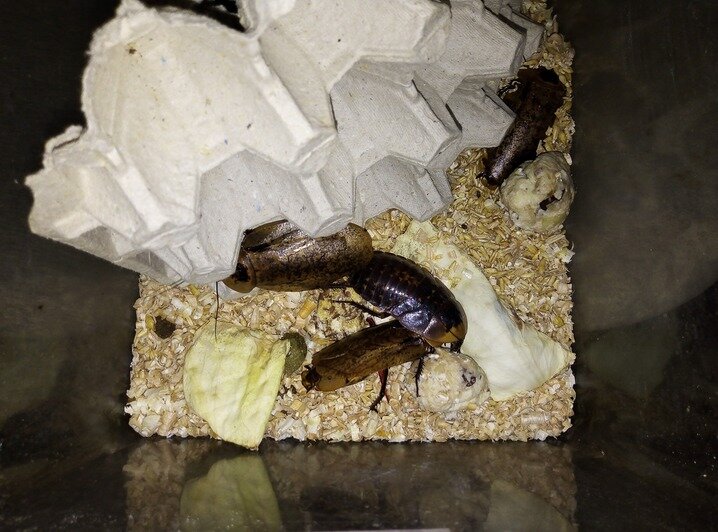 В Калининградском зоопарке рассказали, чем питаются кормовые тараканы - Новости Калининграда | Фото: группа &quot;Развитие Калининградского зоопарка&quot; /  Facebook