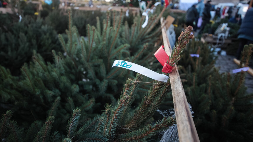 Продажа ёлок в Калининграде стартует 14 декабря - Новости Калининграда | Архив &quot;Клопс&quot;