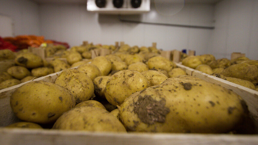 В минсельхозе региона рассказали, какие хозяйства вырастили больше всех картошки и овощей - Новости Калининграда | Архив &quot;Клопс&quot;
