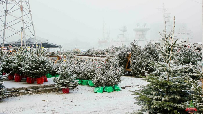 В Калининграде на Портовой открывается ёлочный базар, который проработает до 31 декабря - Новости Калининграда