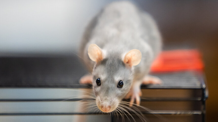 В России перед Новым годом спрос на домашних крыс вырос вдвое - Новости Калининграда | Архив &quot;Клопс&quot; 
