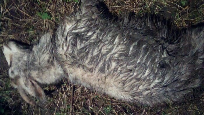Под Зеленоградском свора собак загрызла четырёх коз  - Новости Калининграда | Фото: Анастасия Касьянова