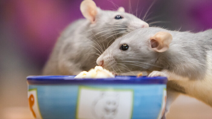 Чем кормить крысу?