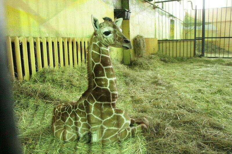 В Калининградском зоопарке родился жирафёнок (фото, видео) - Новости Калининграда | Фото: пресс-служба Калининградского зоопарка