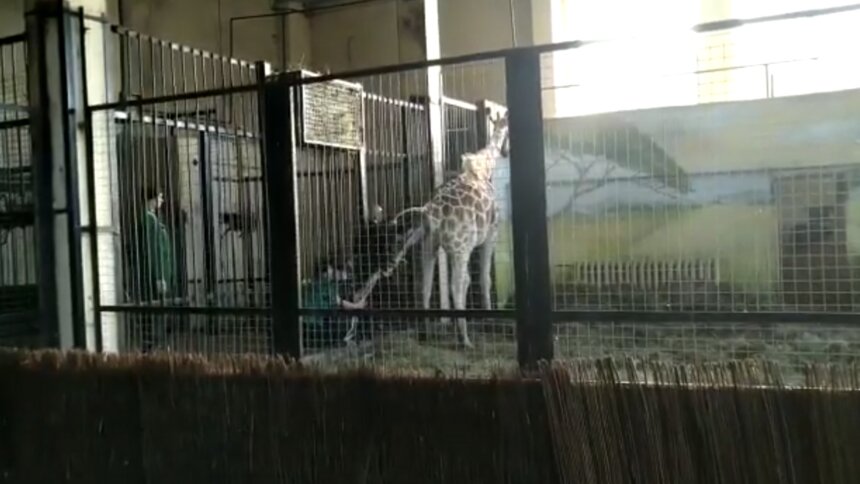 Рождение жирафёнка в Калининградском зоопарке сняли на видео - Новости Калининграда | Изображение: кадр из видео