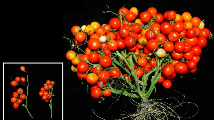 Учёные вывели новый вид томатов в букетах (фото)  - Новости Калининграда | Фото: Cold Spring Harbor Laboratory