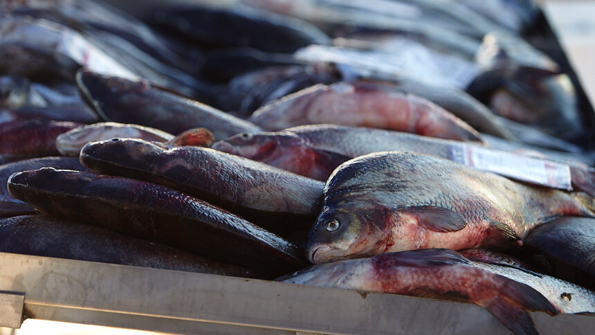 Накануне Нового года в Калининграде будут массово проверять уличных торговцев рыбой - Новости Калининграда | Архив &quot;Клопс&quot;