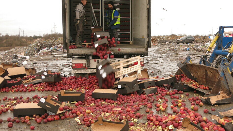 В Калининградской области уничтожили 20 тонн польских яблок, которые везли под видом краснодарских (фото) - Новости Калининграда | Фото: пресс-служба Калининградской областной таможни