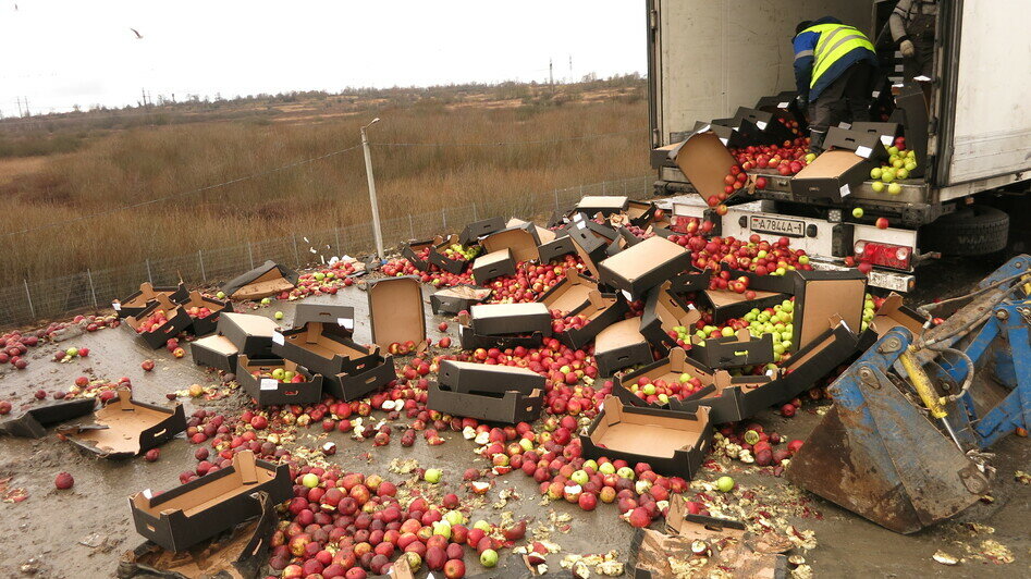 В Калининградской области уничтожили 20 тонн польских яблок, которые везли под видом краснодарских (фото) - Новости Калининграда | Фото: пресс-служба Калининградской областной таможни