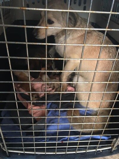 Из дома скончавшейся под Нестеровом пенсионерки волонтёры забрали 18 собак (видео)   - Новости Калининграда | Фото: &quot;Право на жизнь&quot; / Facebook