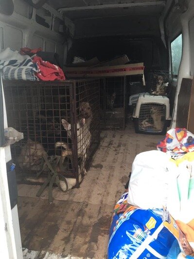 Из дома скончавшейся под Нестеровом пенсионерки волонтёры забрали 18 собак (видео)   - Новости Калининграда | Фото: &quot;Право на жизнь&quot; / Facebook