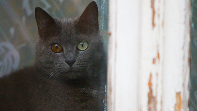 В Зеленоградске отпразднуют День рождения кота