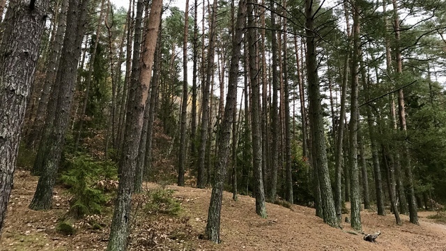  Три факта о Варникенском лесе, который местные жители мечтают сделать второй Куршской косой 