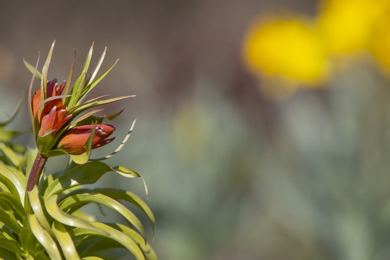Что цветёт в Ботаническом во время карантина (фото) - Новости Калининграда | Александр Подгорчук / &quot;Клопс&quot;