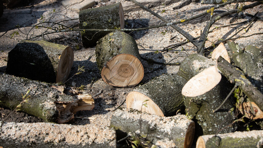 В регионе лесозаготовительное предприятие незаконно вырубило деревьев на 8 млн рублей  - Новости Калининграда | Архив &quot;Клопс&quot;