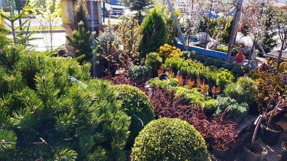 Карантин на своём участке: как обустроить сад и огород, не выезжая в магазины - Новости Калининграда