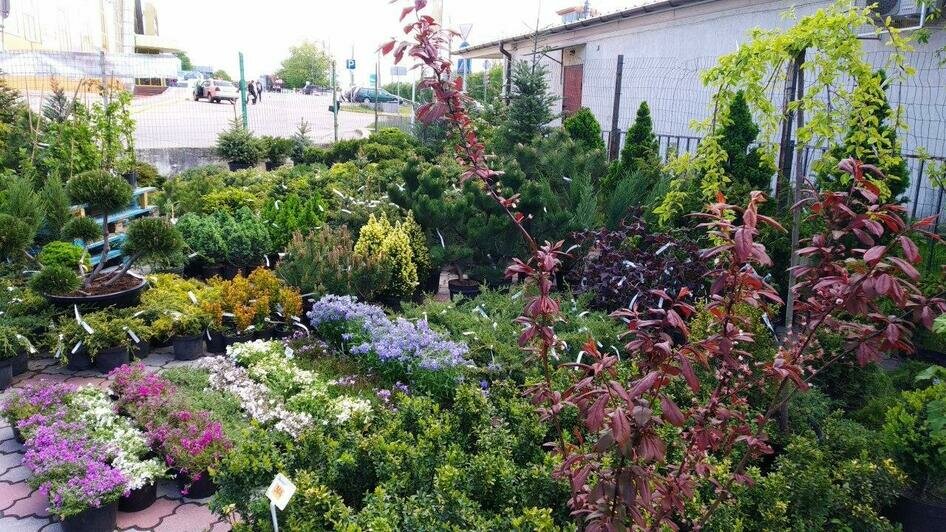 Карантин на своём участке: как обустроить сад и огород, не выезжая в магазины - Новости Калининграда