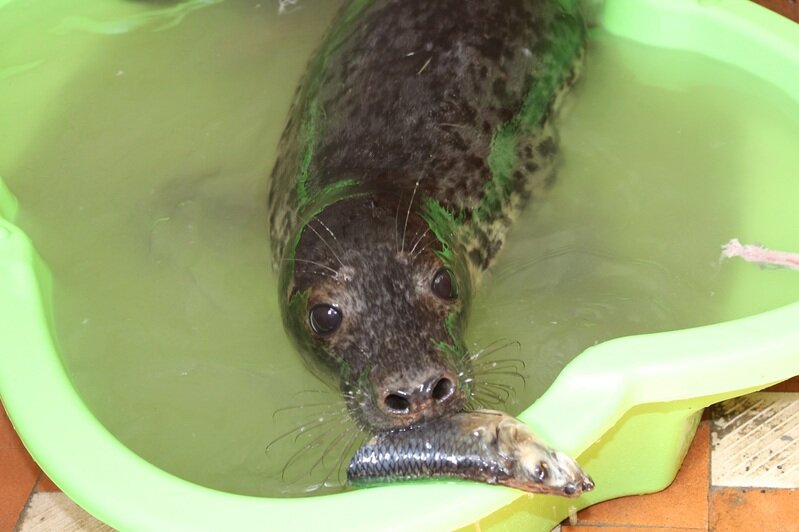 Зоопарк спасает истощенного тюленёнка, найденного на пляже под Пионерским (фото, видео) - Новости Калининграда | Фото: пресс-службе зоопарка