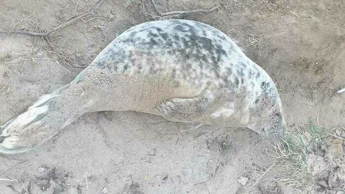 Зоопарк спасает истощенного тюленёнка, найденного на пляже под Пионерским (фото, видео) - Новости Калининграда | Фото: пресс-службе зоопарка