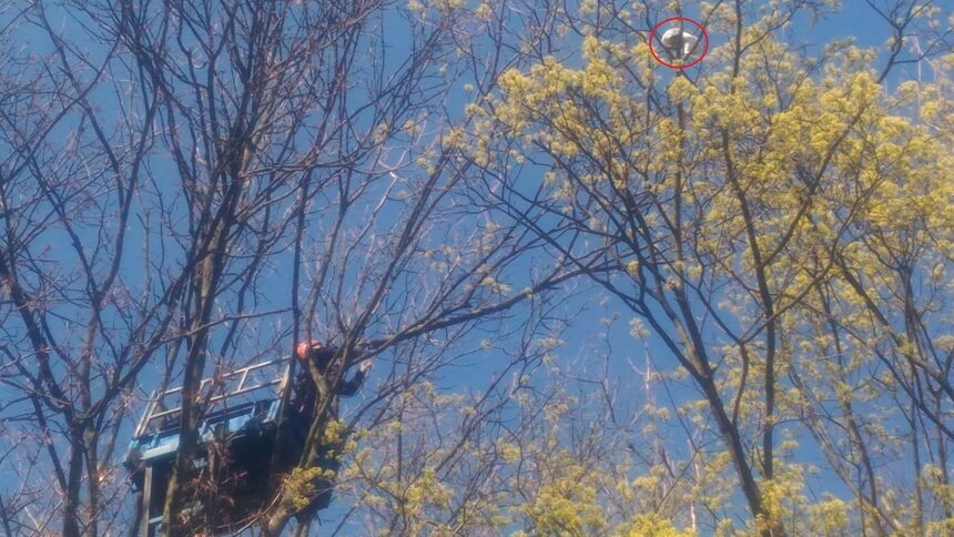 В Калининграде для спасения застрявшей на дереве кошки пригнали 18-метровую вышку (фото) - Новости Калининграда | Фото: Ирина Эрдели