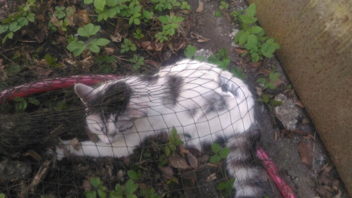 В Казани поймали кошку-наркокурьера: животное пыталось пронести гашиш в исправит