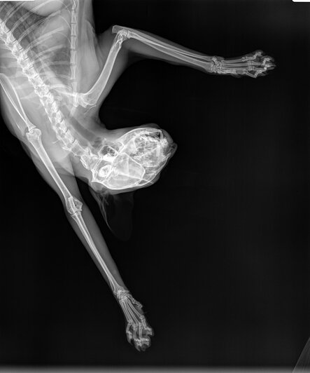 Что внутри у вашей кошки: редкие рентген-снимки, собранные ветврачом из Калининграда - Новости Калининграда | Фото: Матвей Симаков 