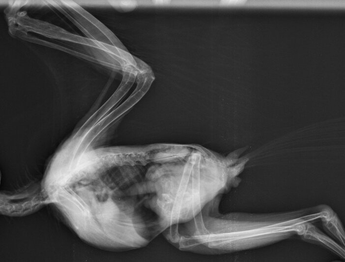 Что внутри у вашей кошки: редкие рентген-снимки, собранные ветврачом из Калининграда - Новости Калининграда | Фото: Матвей Симаков