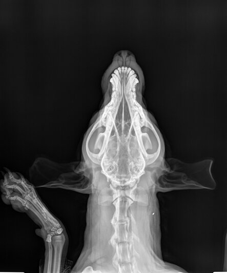 Что внутри у вашей кошки: редкие рентген-снимки, собранные ветврачом из Калининграда - Новости Калининграда | Фото: Матвей Симаков 