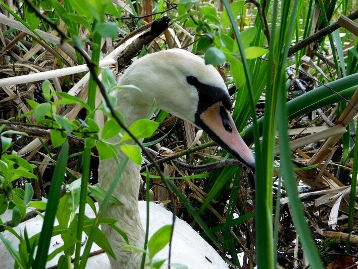 В Калининграде спасли лебедя, у которого в клюве застряло пластиковое ...