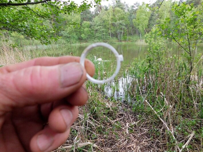 В Калининграде спасли лебедя, у которого в клюве застряло пластиковое ...