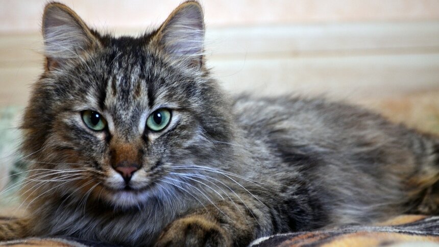 Зеленоградский кот, который путешествовал на &quot;Ласточке&quot;, сам нашёл себе хозяев и живёт на две семьи - Новости Калининграда | Фото: приют &quot;9 жизней&quot;