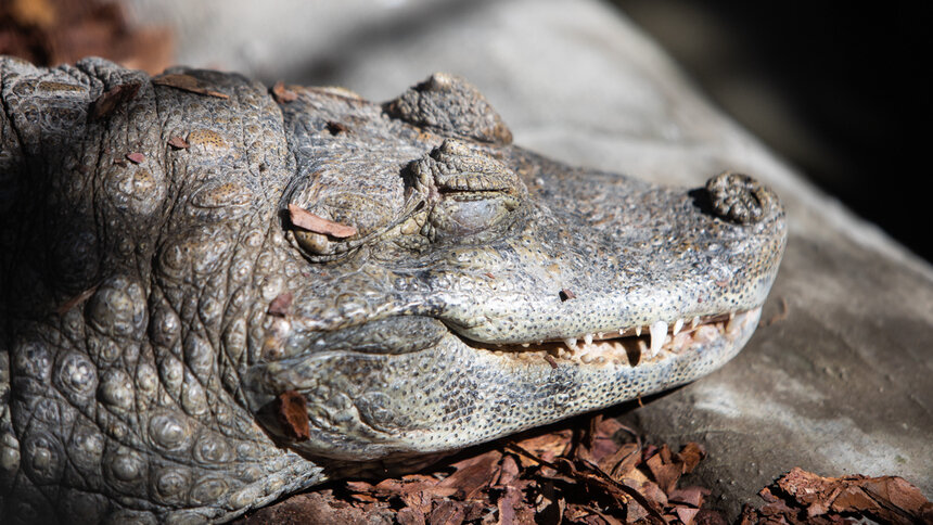 &quot;Усыновить&quot; крокодила: во время пандемии благотворители взяли под опеку 18 животных калининградского зоопарка - Новости Калининграда | Архив &quot;Клопс&quot;