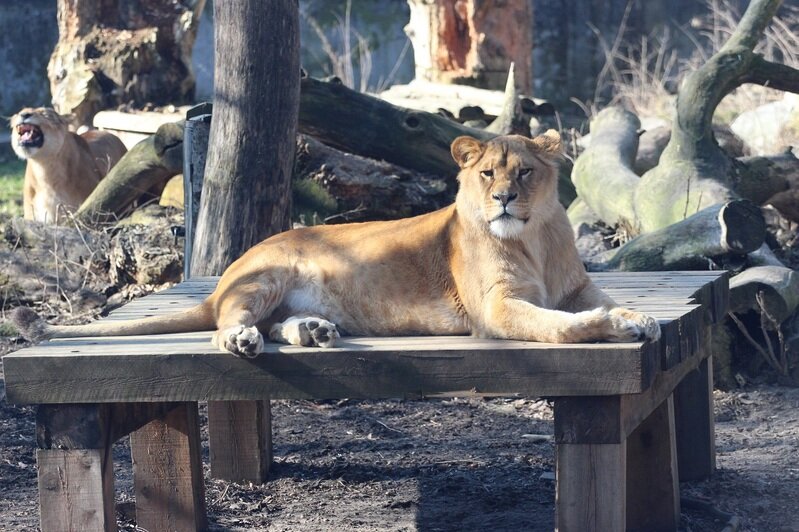 В Калининградском зоопарке запустили онлайн трансляции из павильонов львов и жирафов - Новости Калининграда | Фото: пресс-служба зоопарка