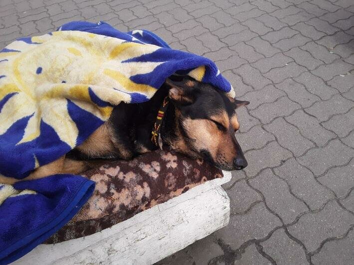 Пропала знаменитая собака, живущая в клумбе на Северном вокзале   - Новости Калининграда | Фото: Людмила Соловьёва