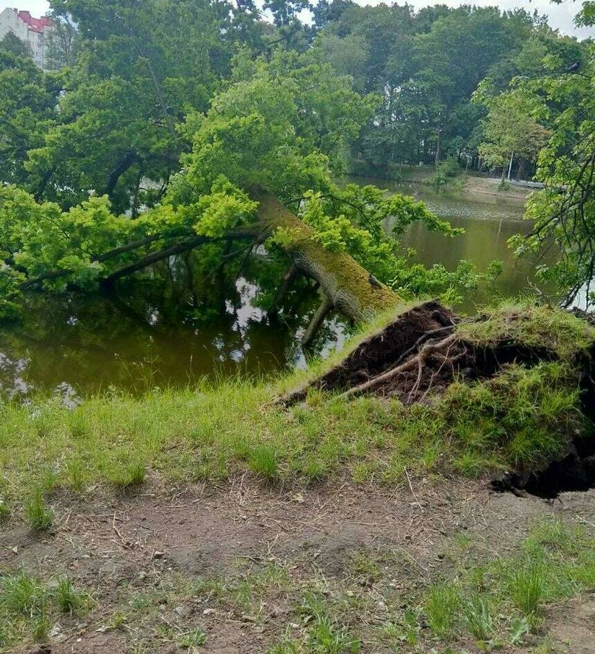 В Южном парке Калининграда рухнуло дерево (фото) - Новости Калининграда | Фото очевидца