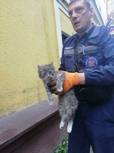 В Калининграде сотрудники МЧС спасли котёнка, который застрял в подвальном окне (фото, видео) - Новости Калининграда | Фото: Елена